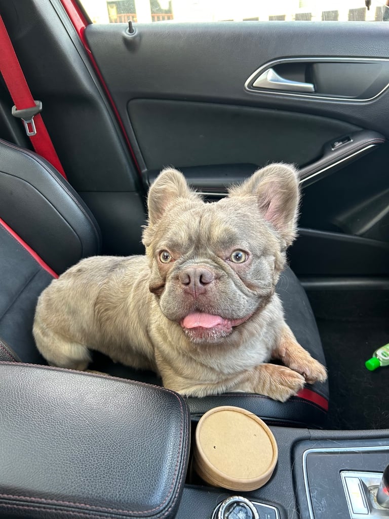 Fluffy frenchie