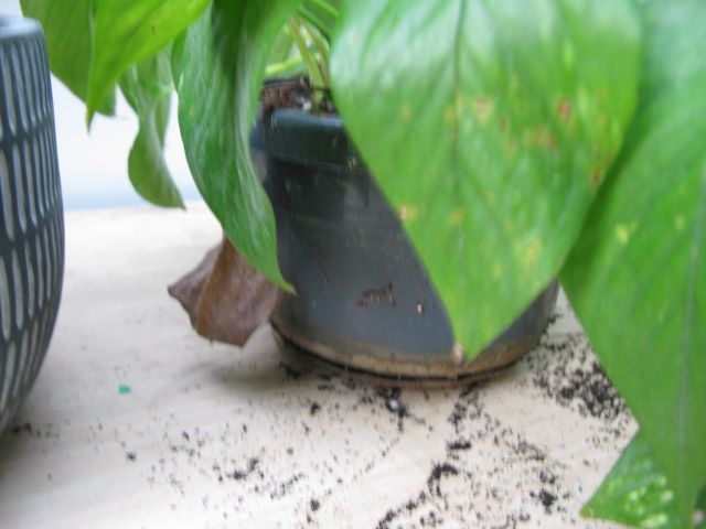 Pothos ( Epipremnum Aureum ) plant for sale