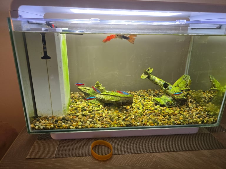 Small Fish Tank & Fish
