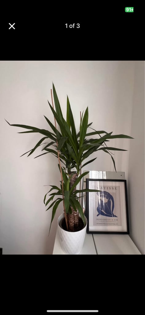 image for House plant 
