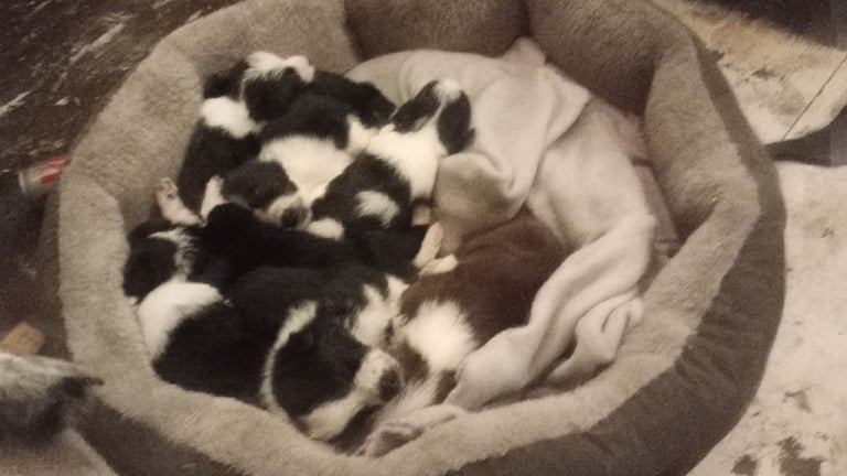 Collie puppies for sale 