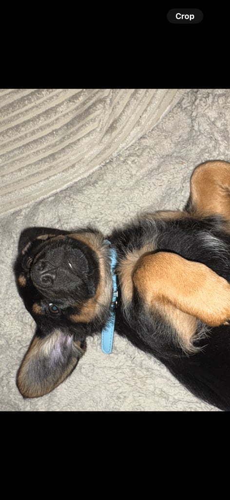 German shepherd dachshund 