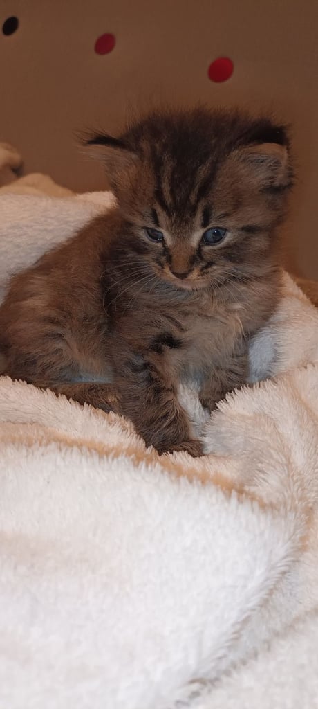 Black Fluffy Kittens... half black Persian Cross