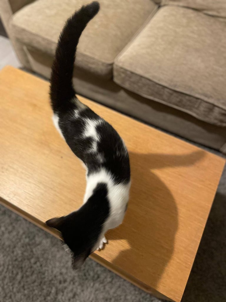 Orea needs a forever home 🏡 
