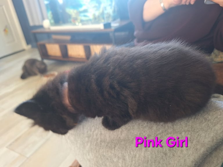 ** ALL RESERVED **5 fluffy black kittens with hints of grey