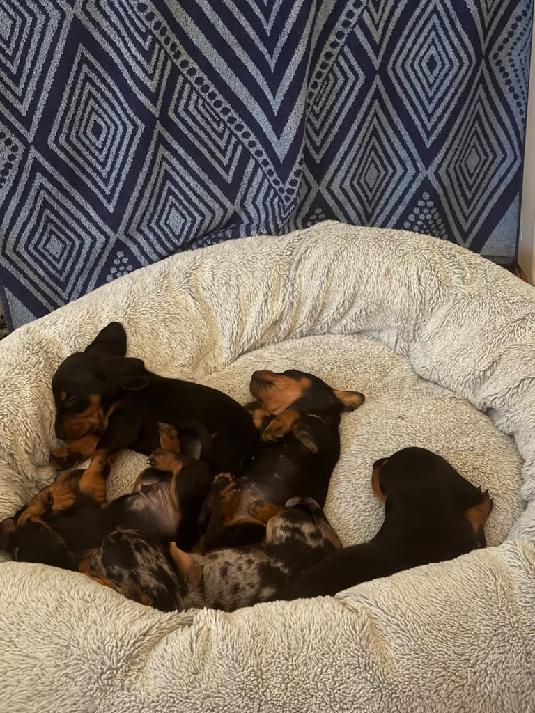 dachshund puppies 
