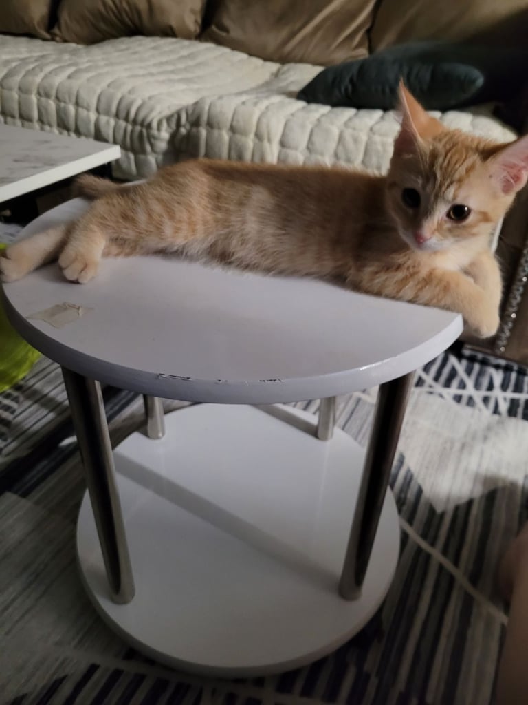 Blonde Ginter kitten , 9 Weeks 