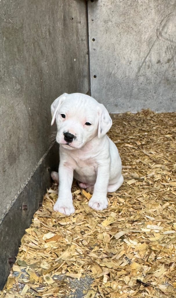 Adorable Cocker Jack Puppies