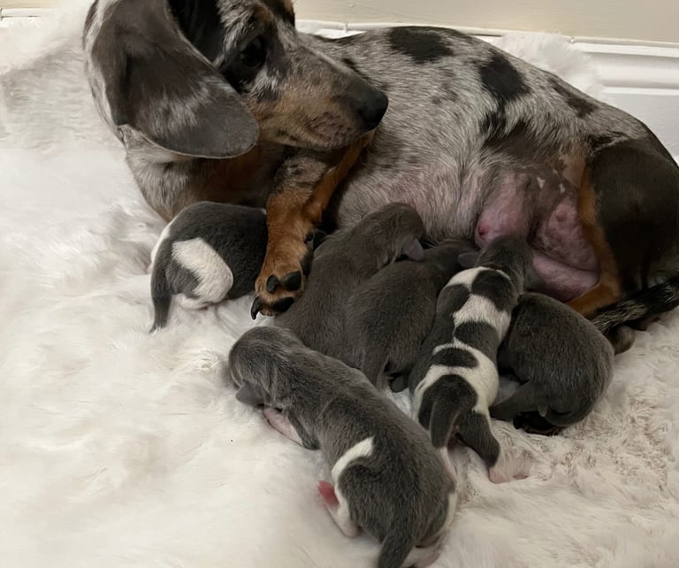  Based in crook county durhamMicro mini dachshunds 