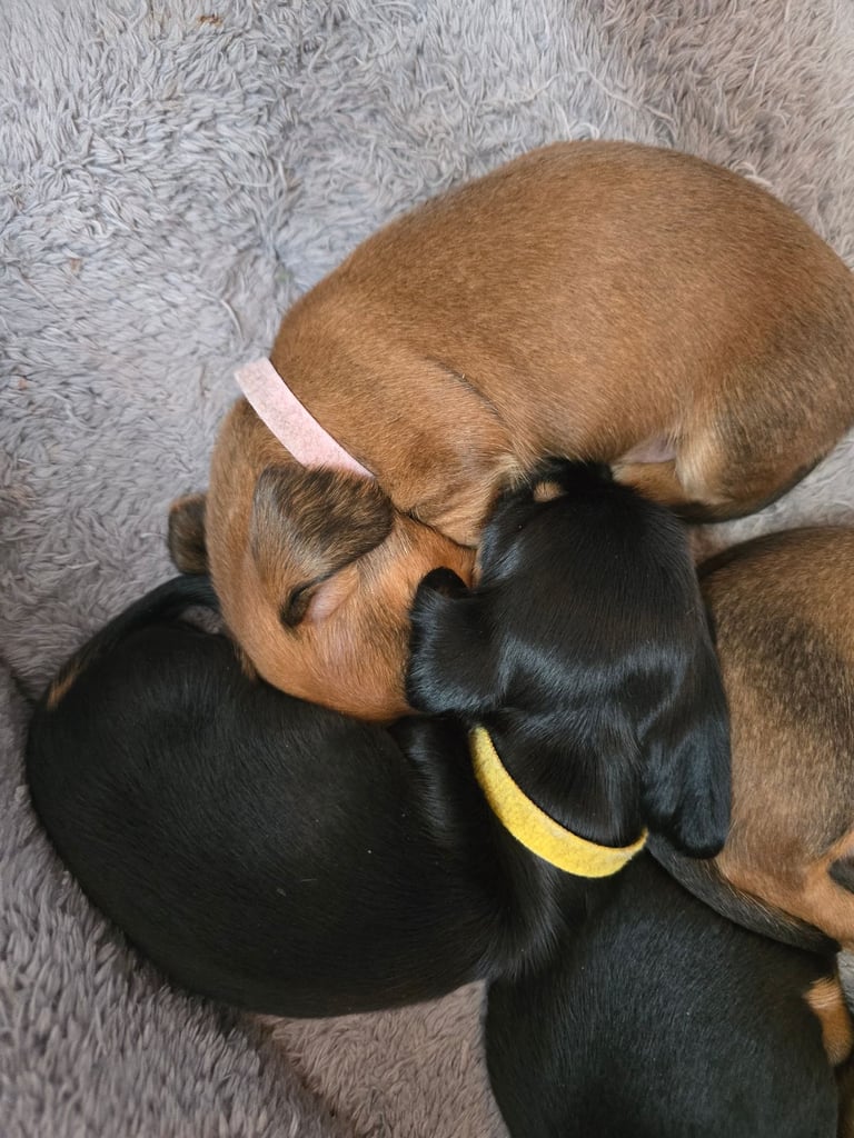 Miniature Dachshunds Seeking Forever Homes 