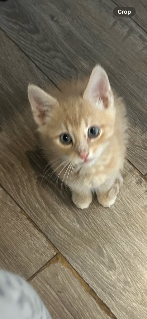 British shorthair kitten - Golden 