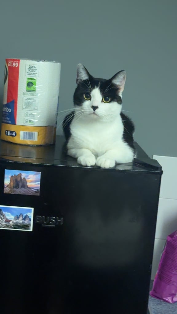 Cat for sale food toys carrier cat tree included 