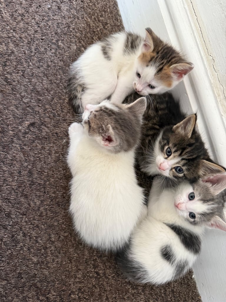 Only 2 left! Cuddly little kittens looking for rehoming 