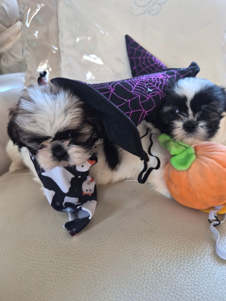 Shih tzu puppies ready in 1 week