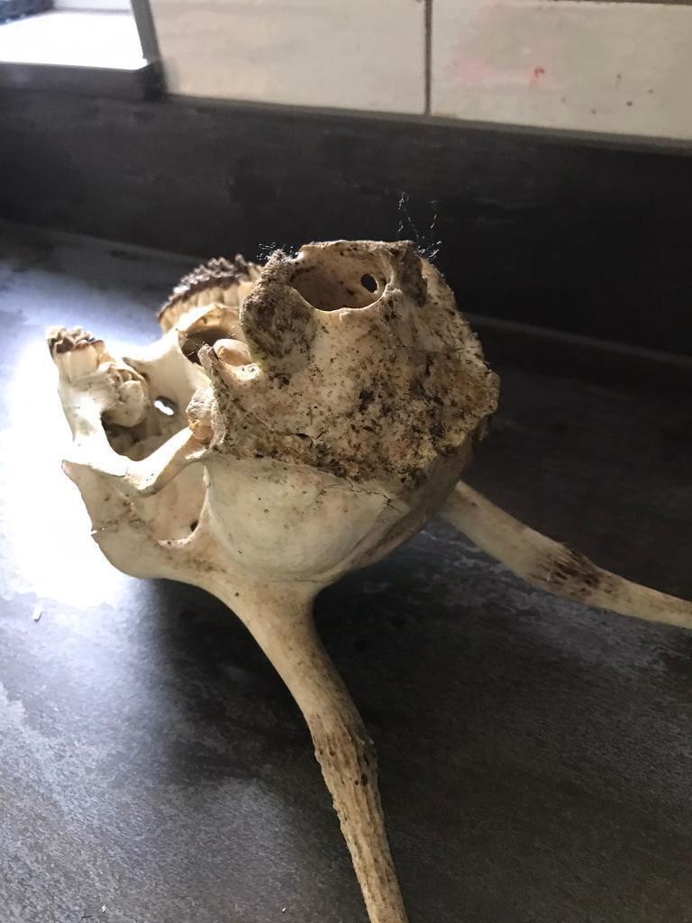 Deer skull 