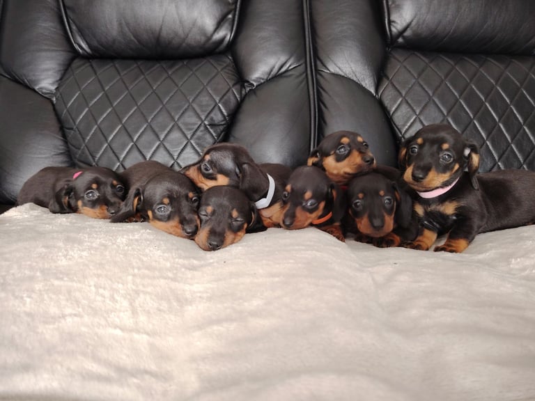 beautiful miniature dachshund puppies available now 