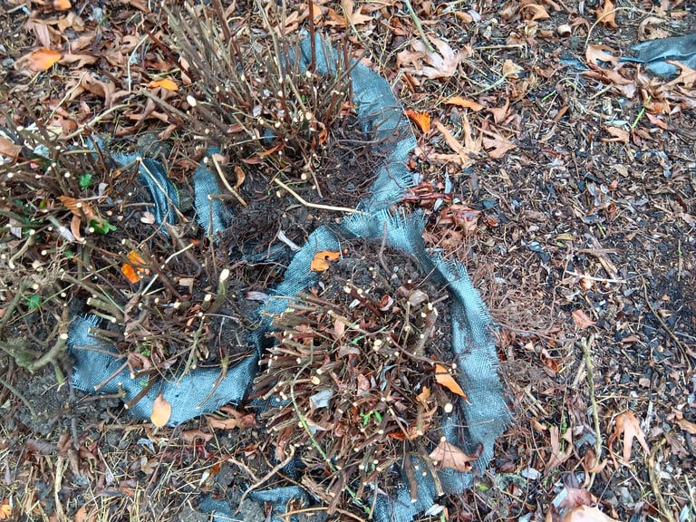 image for Spirea shrubs. Several available 