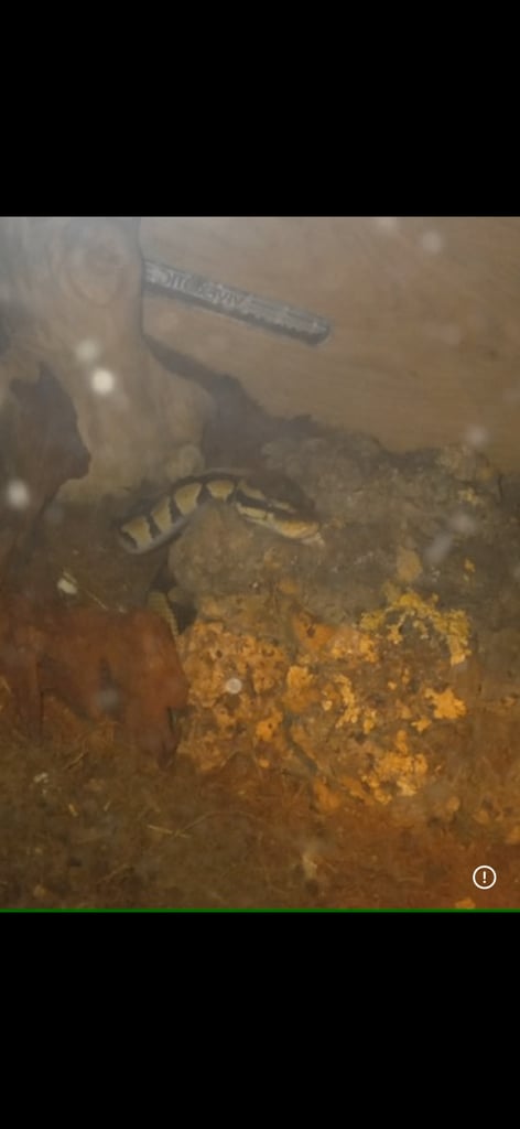  Full set up Ball python 