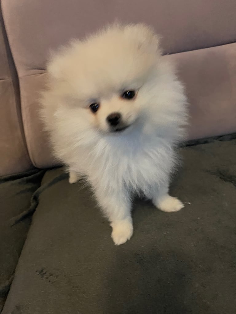 Pomeranian KC Registered puppies