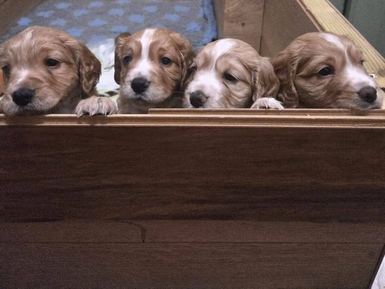 2 beautiful Cocker Spaniel boys for sale