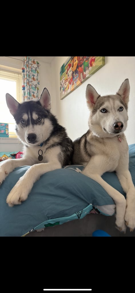Husky puppies 