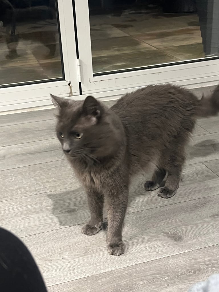 British blue grey long hair 