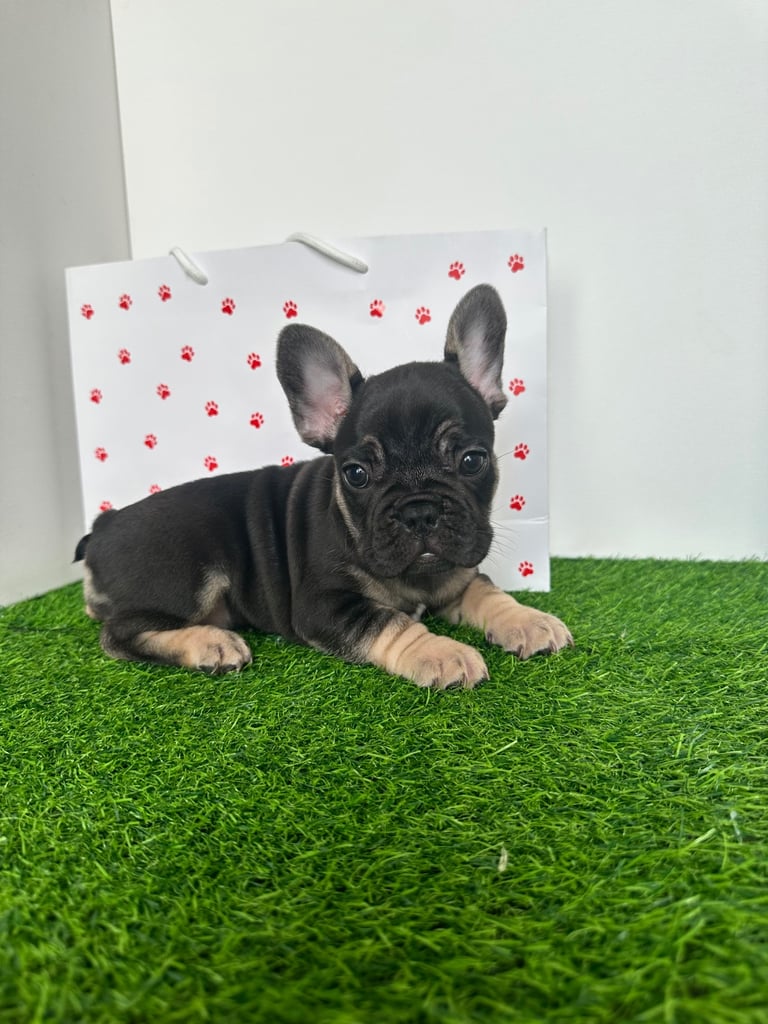 5 French bulldog puppies 
