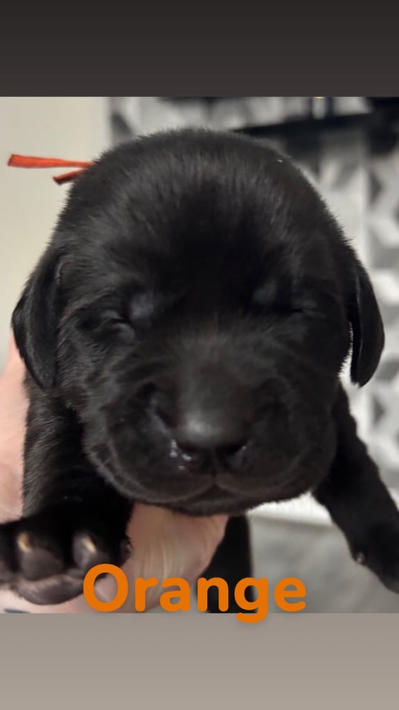 3 black KC Labradors available 