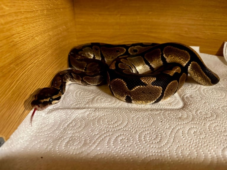 Healthy 1.5-Year-Old Male Ball Python