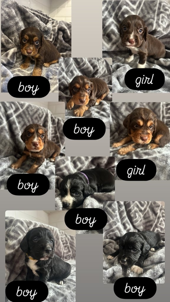 Cocker Spaniel Puppies *For Sale*