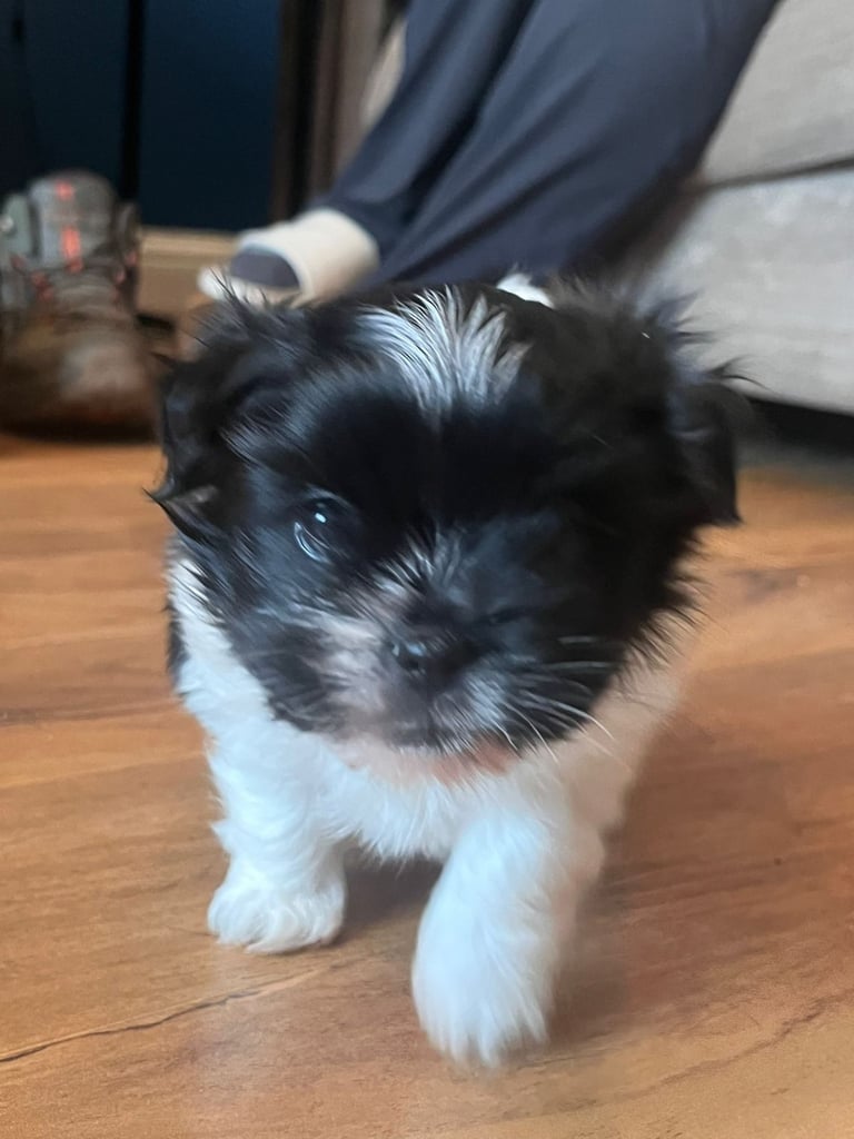Beautiful male Shih Apso