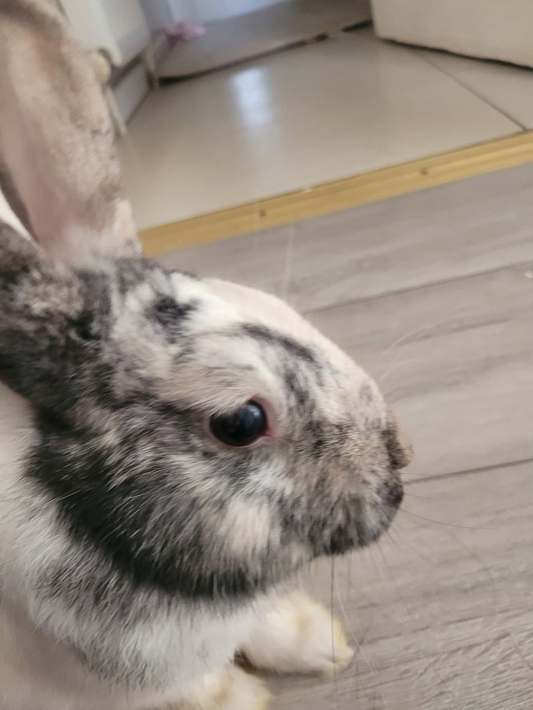 image for Black and white bunny 