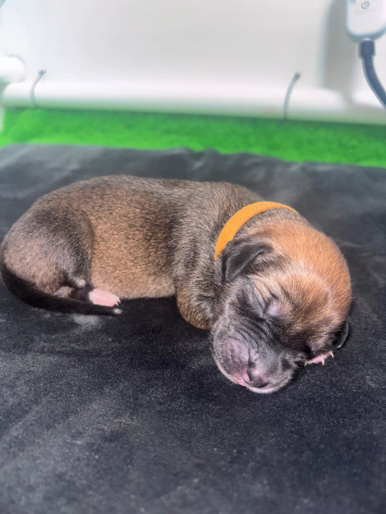 Saluki Bull Greyhound Puppies