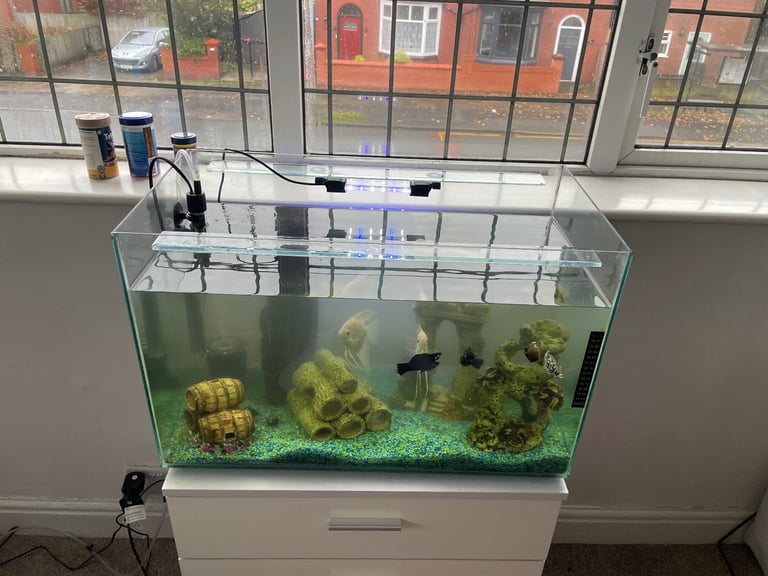 Whole Fish Setup With Fish