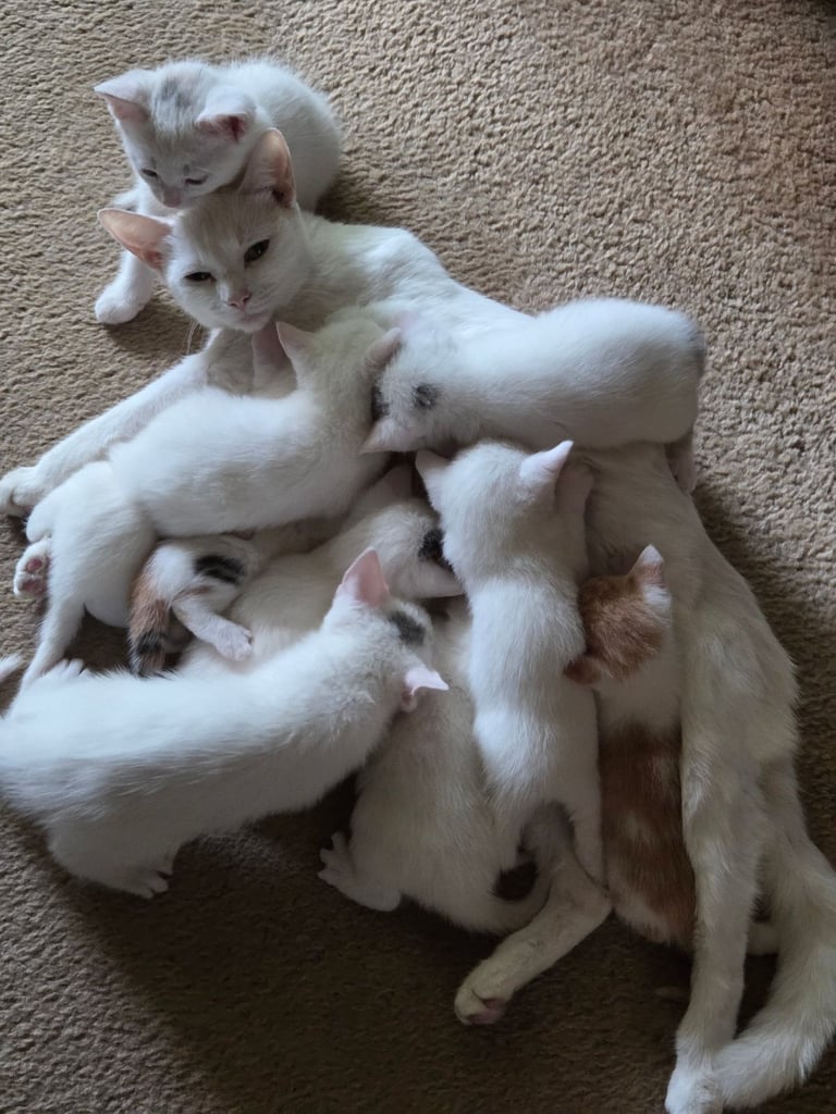 British Shorthair kittens 