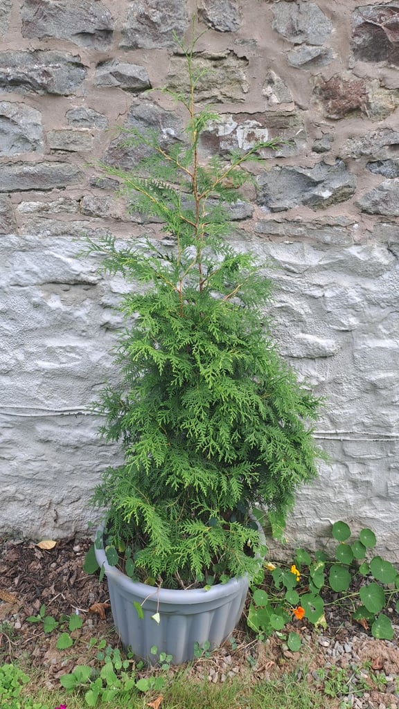 conifer trees in large pots