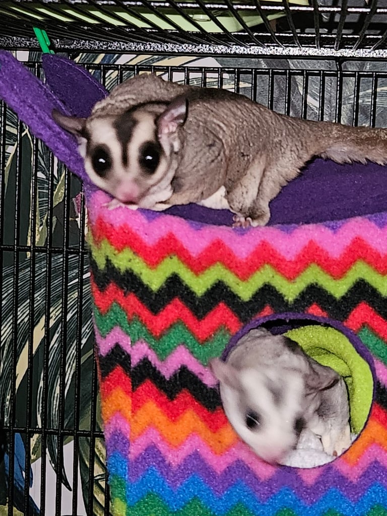 Sugar gliders