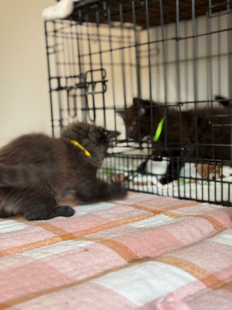Male kittens (2 left)