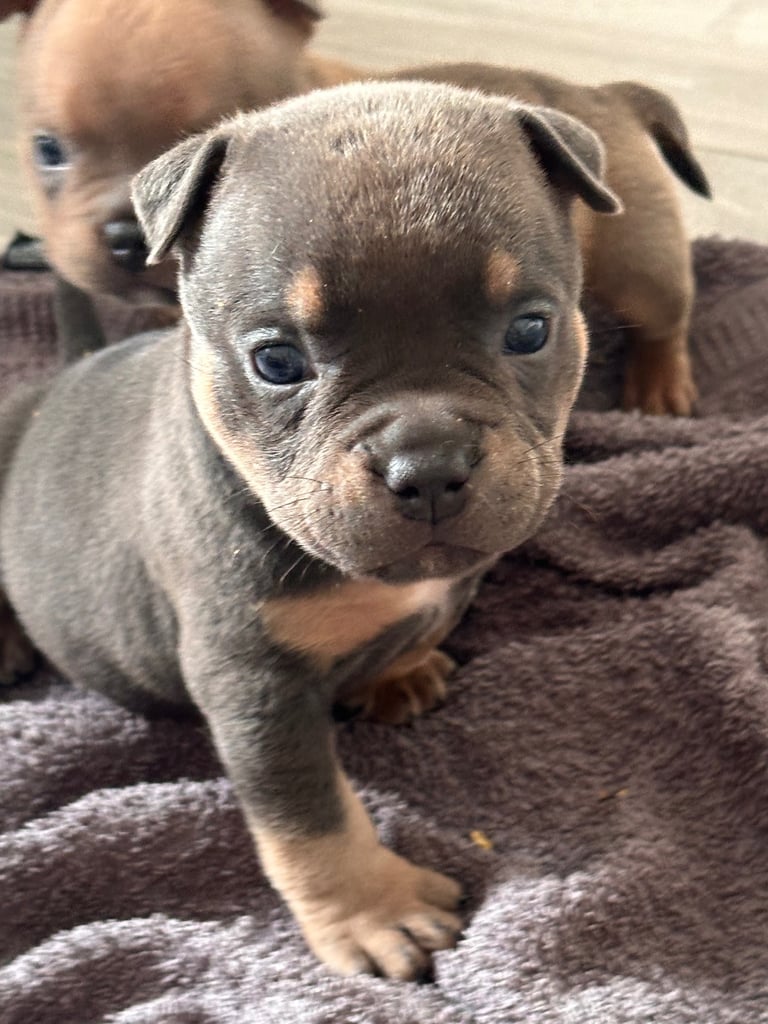 Ready in 3weeks!!!!! Pocket bully puppies ❤️