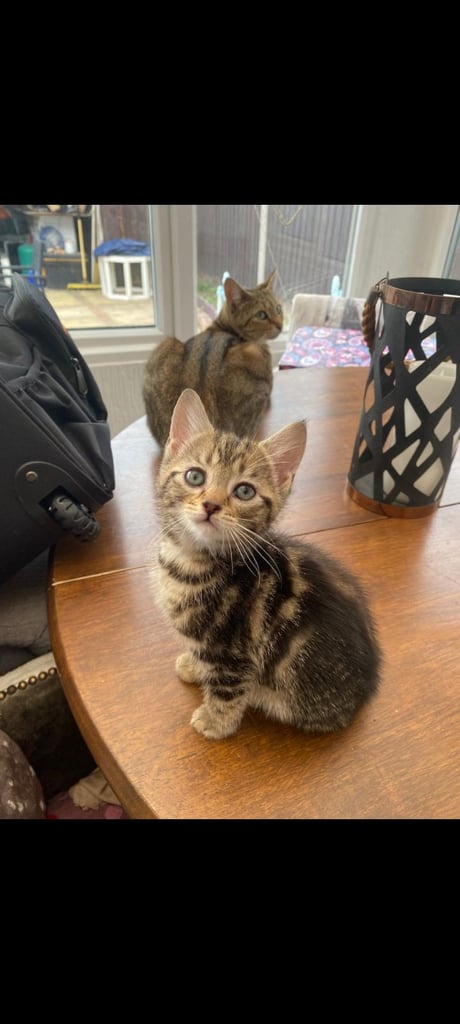 image for X2 beautiful tabby kittens - very playful