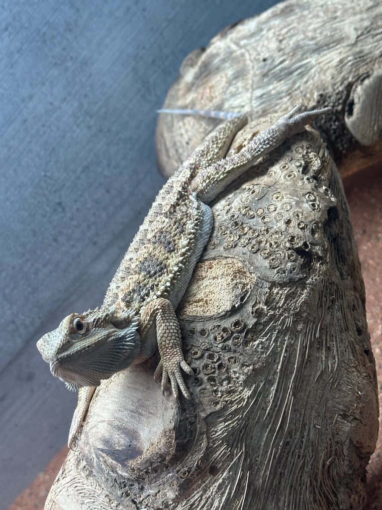 6 month male bearded dragon