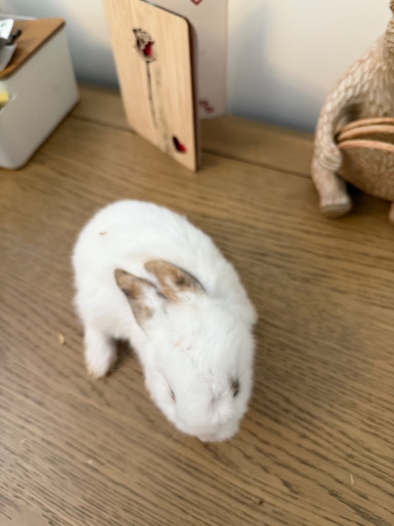 Mini lop rabbits