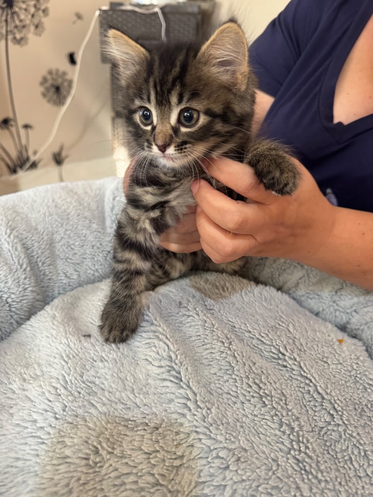 One male kitten 