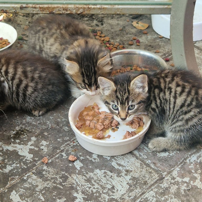 Lovely  fluffy kittens