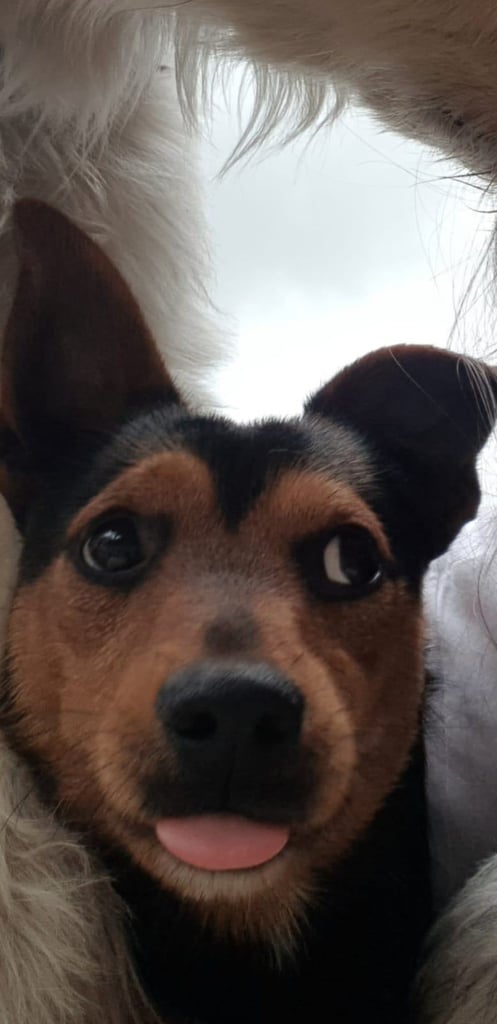 Bailey 5 year old jack russell needs a loving home