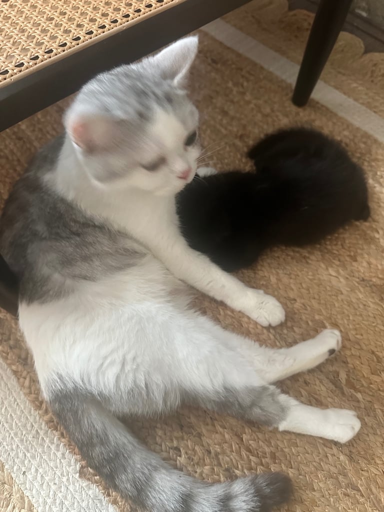 Black British Shorthair - Kitten