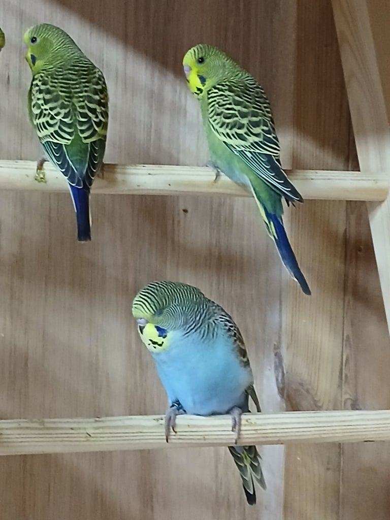 Baby Budgies. Lovely colours.
