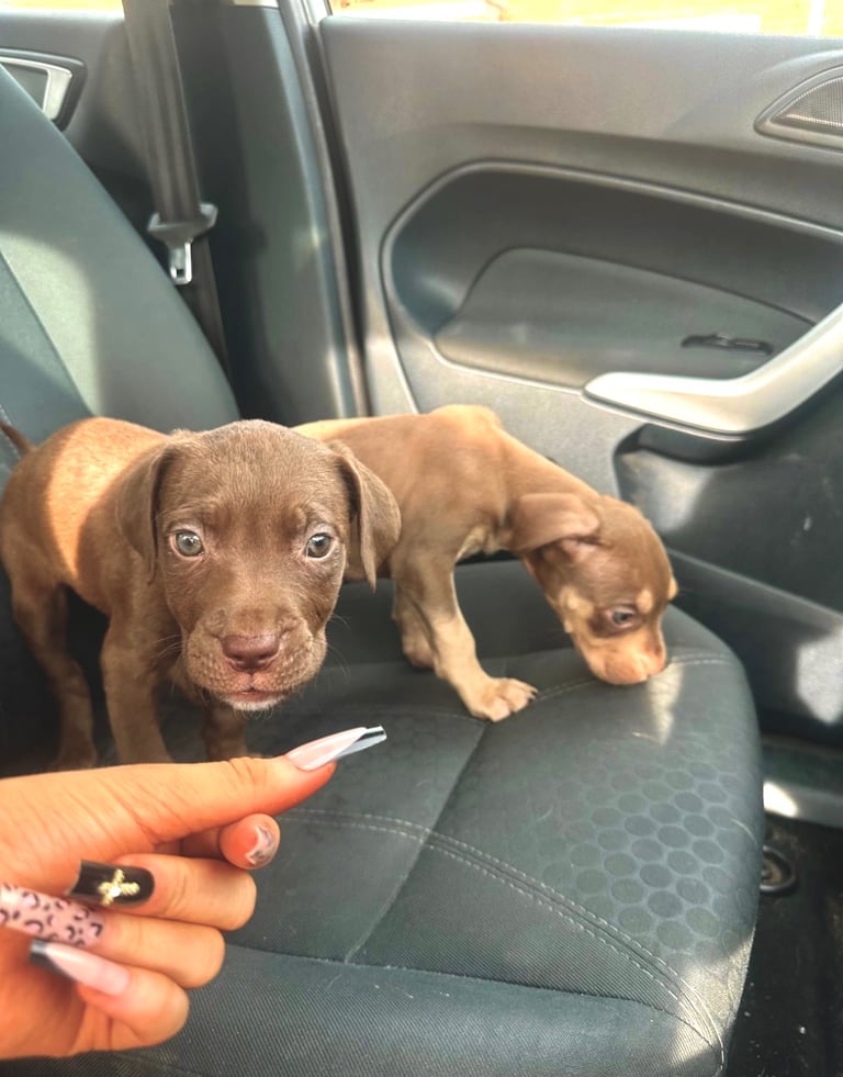 🏡 Gorgeous Cane Corso × Staffordshire Puppies Ready for Their Forever Homes! 🐾