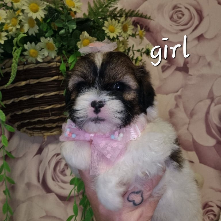 Dogs on in Bolton, Manchester Dogs Puppies for Sale Gumtree