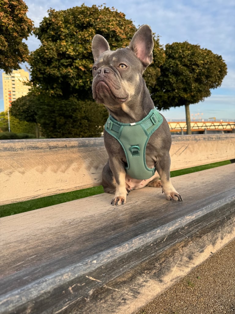 image for Lilac & Tan Purebred Female French Bulldog
